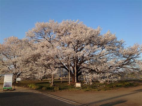 子孫樹|淡墨桜